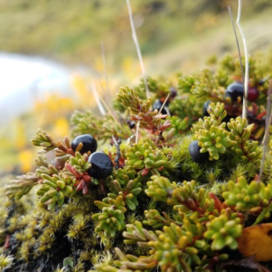 Wild crowberries, Iceland